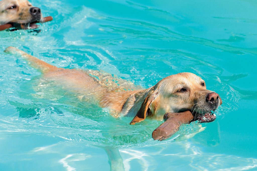 Ecco il gioco su misura per tuffarsi in acqua con il cane