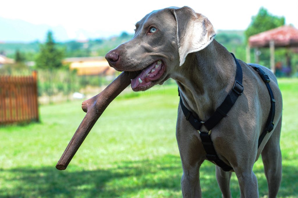 Ecco il gioco su misura per tuffarsi in acqua con il cane