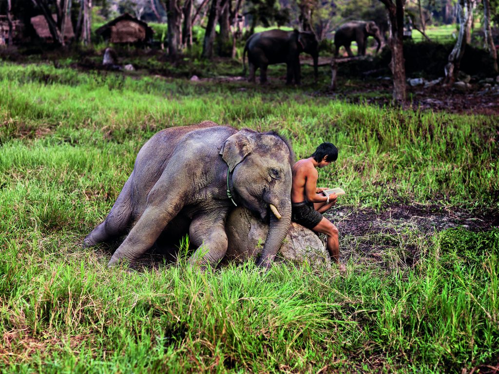 Mahout Reads with his Elephant. Chiang Mai, Thailand, 2010 Steve McCurry