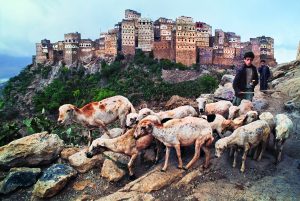 Gli ANIMALS del fotografo Steve McCurry