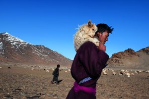 Gli ANIMALS del fotografo Steve McCurry