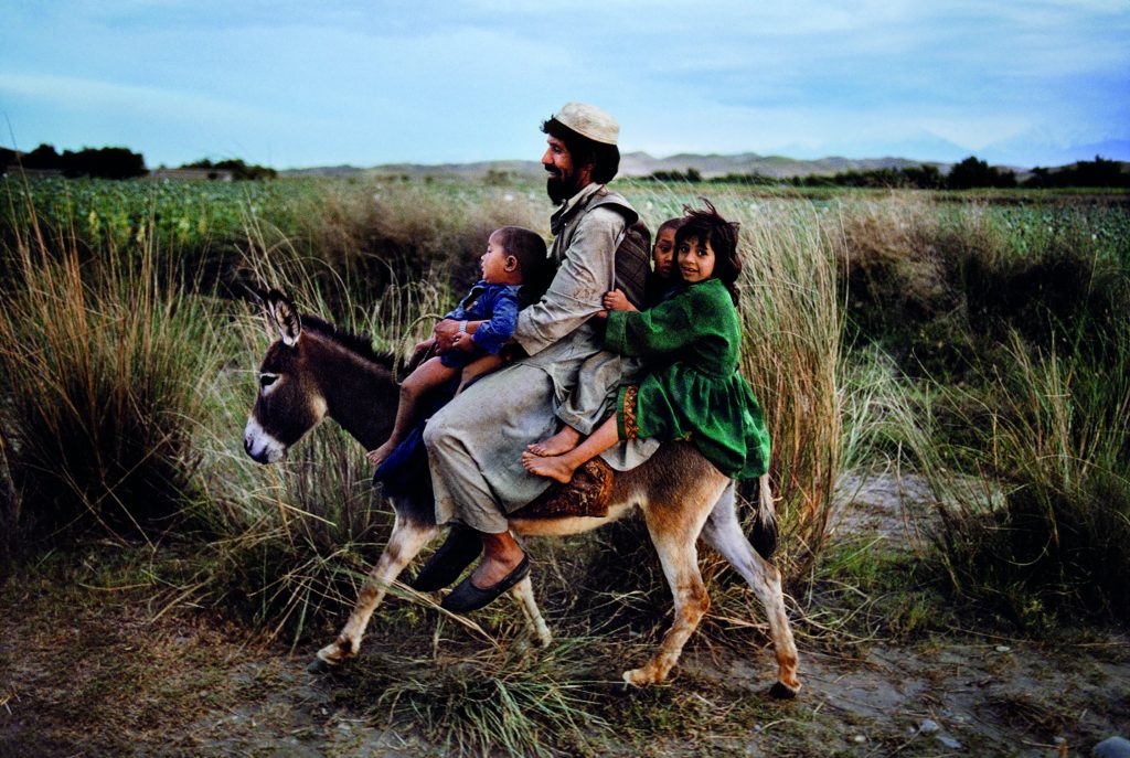 Gli ANIMALS del fotografo Steve McCurry