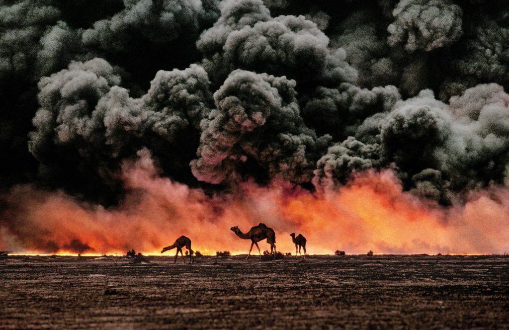 Gli ANIMALS del fotografo Steve McCurry