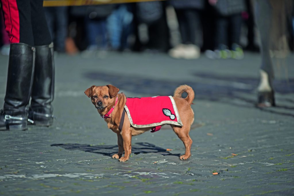 briciola cane carabiniere