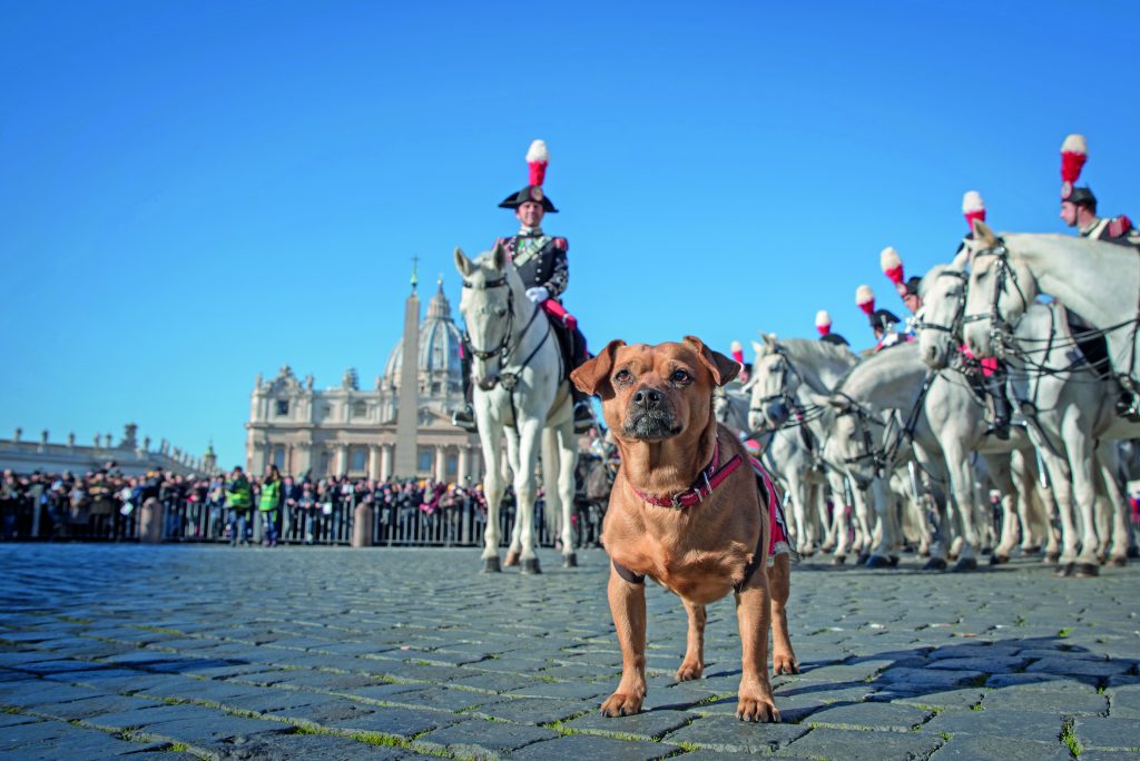 briciola cane mascotte dei carabinieri