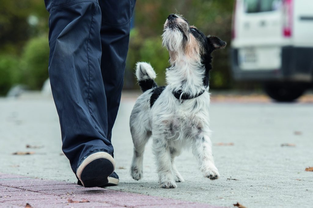 educazione-cane.