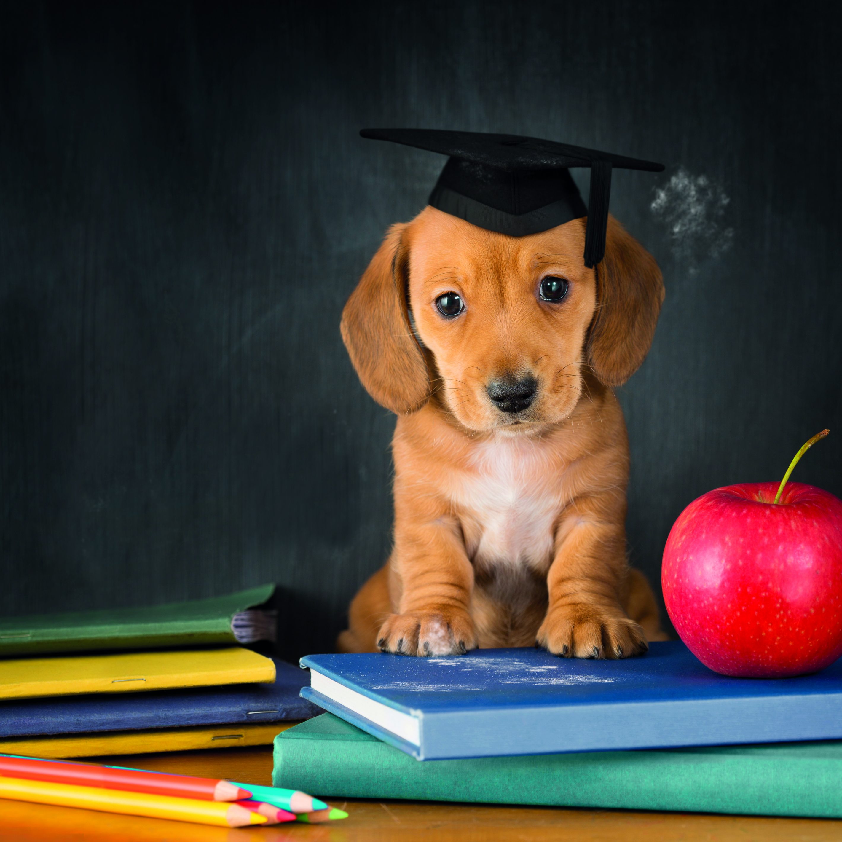 A scuola con Fido l'educazione del cane Quattro Zampe