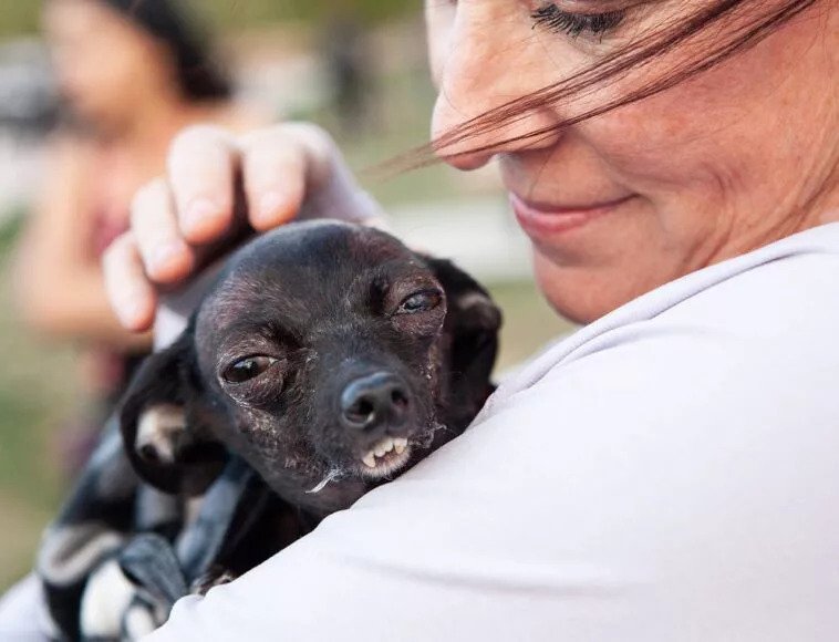 La storia del cagnolino Freddie Mercury