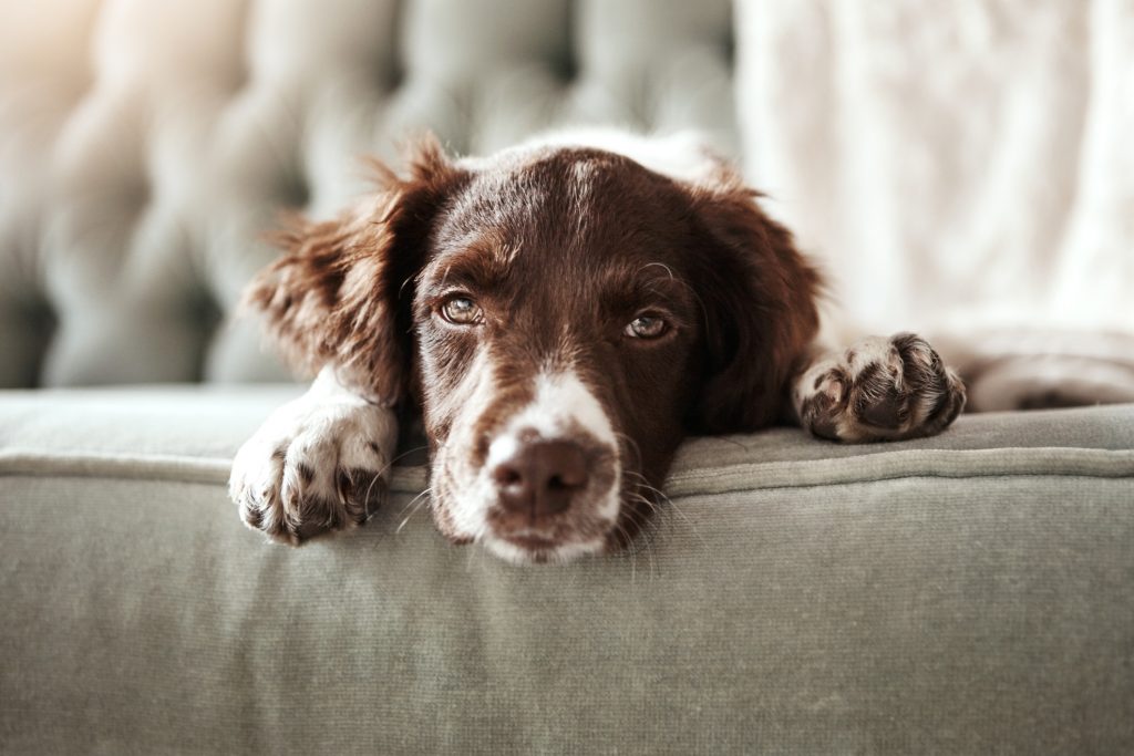 Imma dal lager al letto di casa, grazie alla Lega del Cane e alla signora Maria