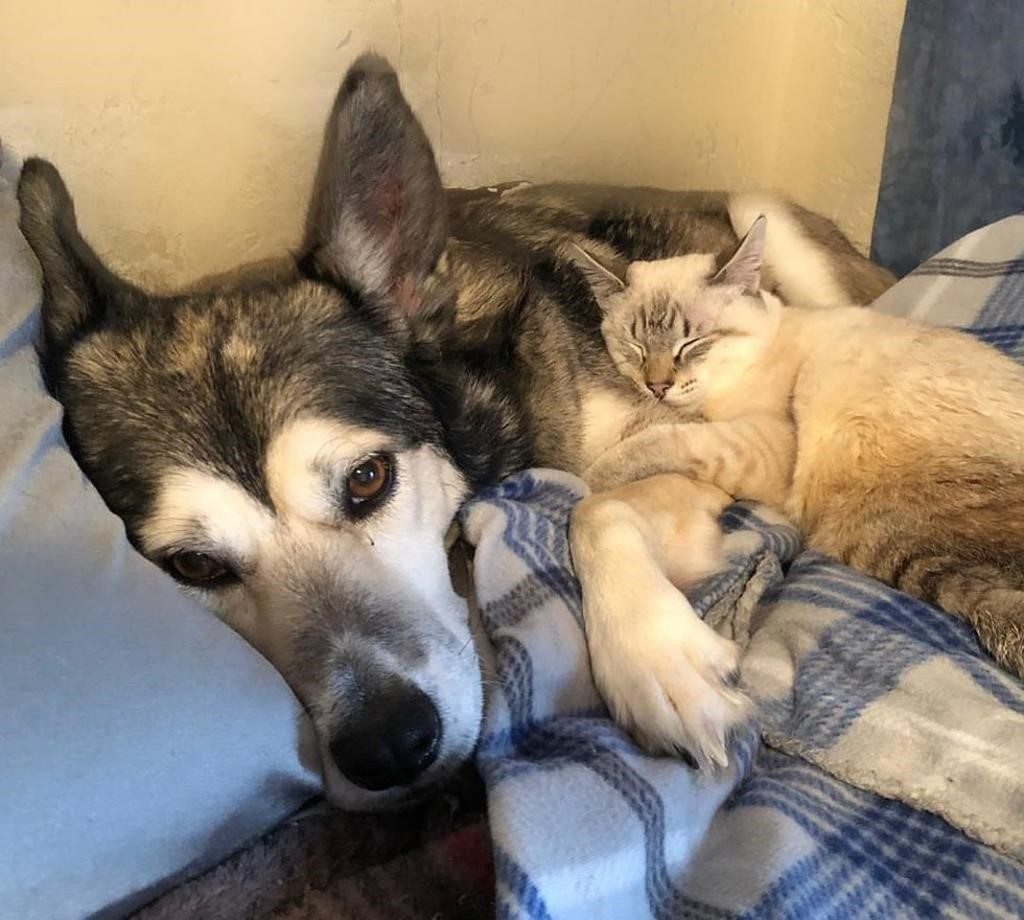 mamma husky e cucciolo di gatto