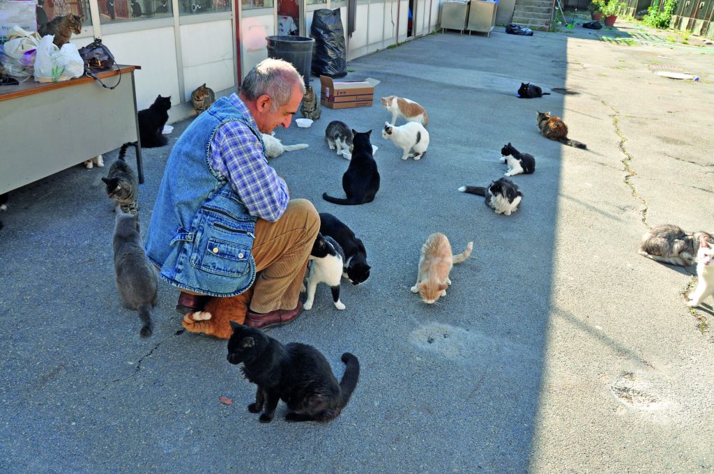 i gatti randagi di roma