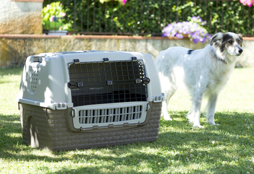 Cani, con il nuovo trasportino per auto Easy Tour viaggiare è facile