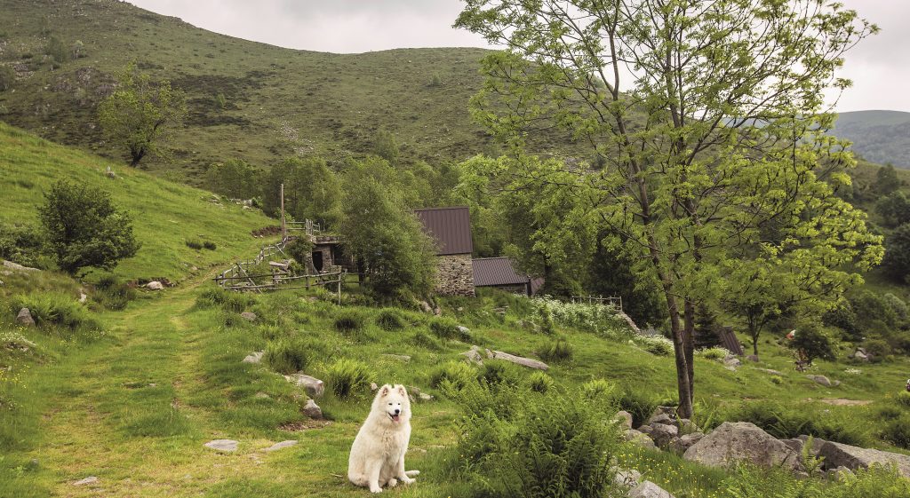 Dog-trekking all’Oasi Zegna: la passeggiata con il cane