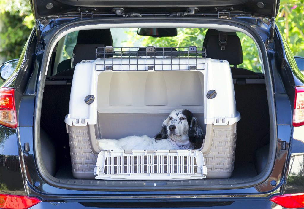 Cani, con il nuovo trasportino per auto Easy Tour viaggiare è facile