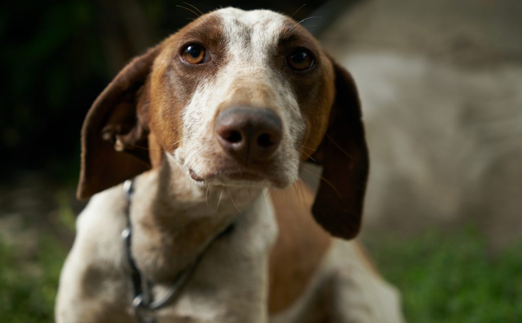 Fragolina-cane-abbandonato