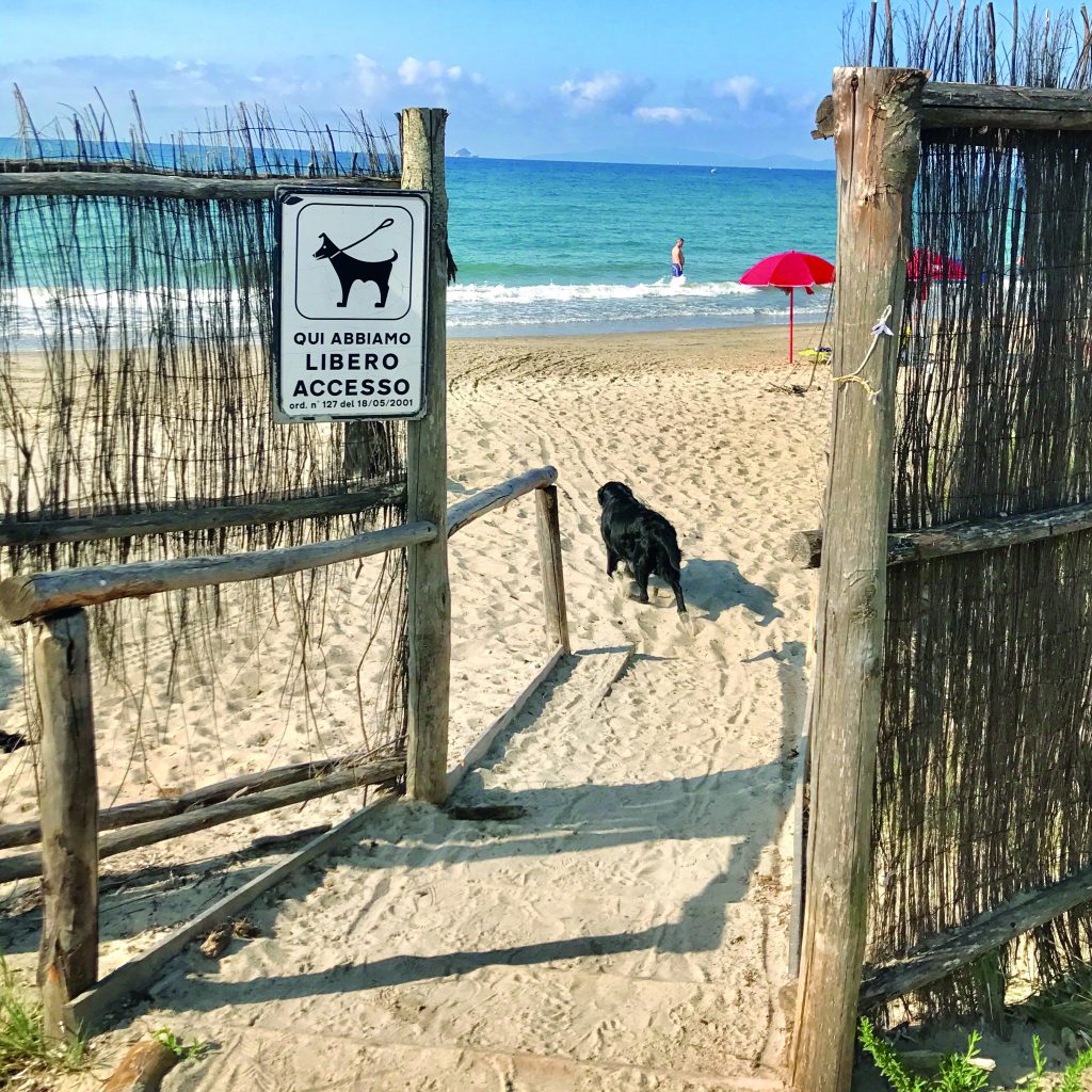 spiaggia cane 