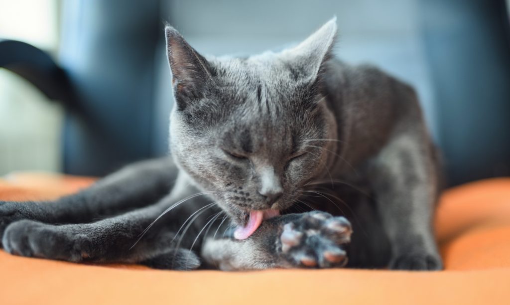 Avvelenamento da antiparassitari nel gatto
