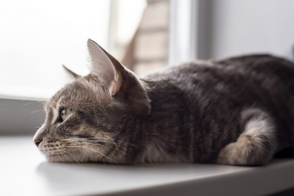 Gatto lanciato dal quarto piano per un raptus di rabbia