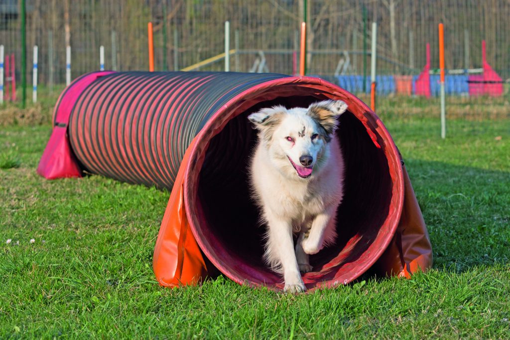 Per il cane non vedente Heidi, l'agility è vita