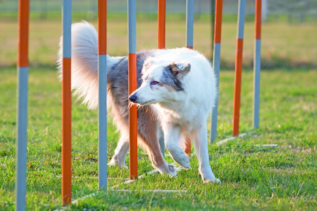 Per il cane non vedente Heidi, l'agility è vita