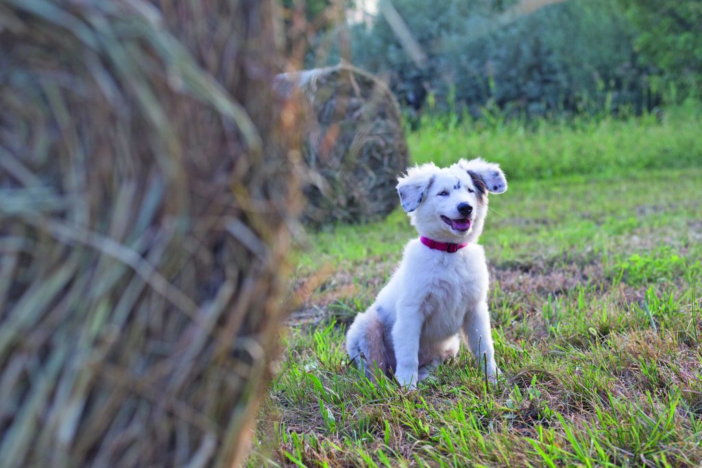 Per il cane non vedente Heidi, l'agility è vita