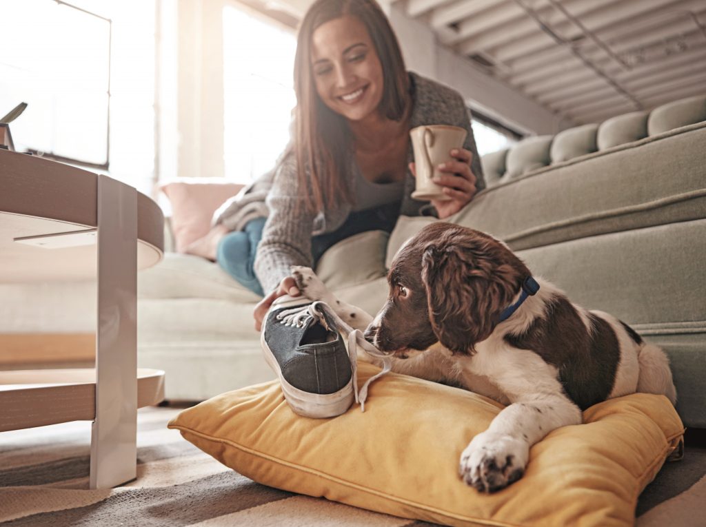 Insegnamo al cane i nomi degli oggetti