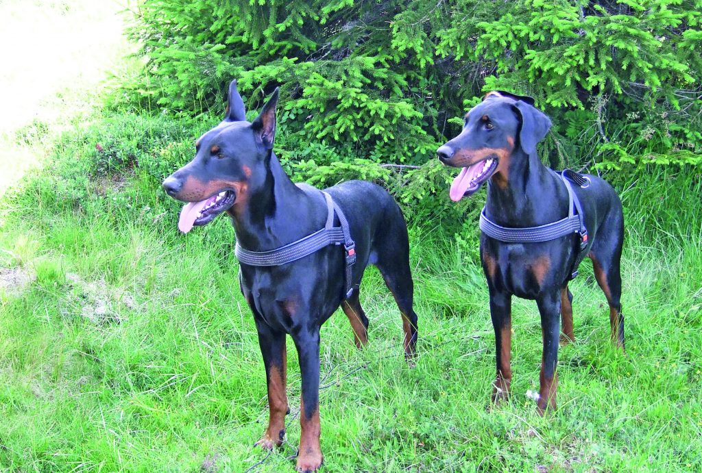 La storia del cane Sophie, tra dolore, malattia e vittoria