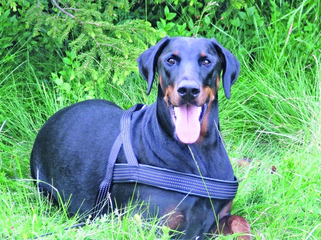 La storia del cane Sophie, tra dolore, malattia e vittoria