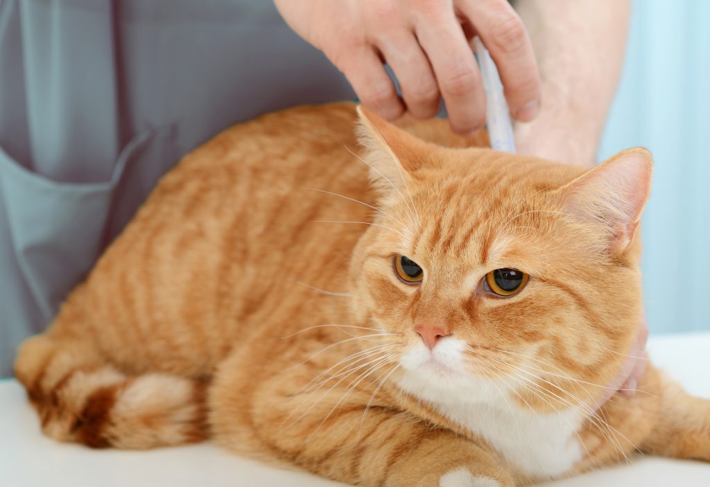 Avvelenamento da antiparassitari nel gatto