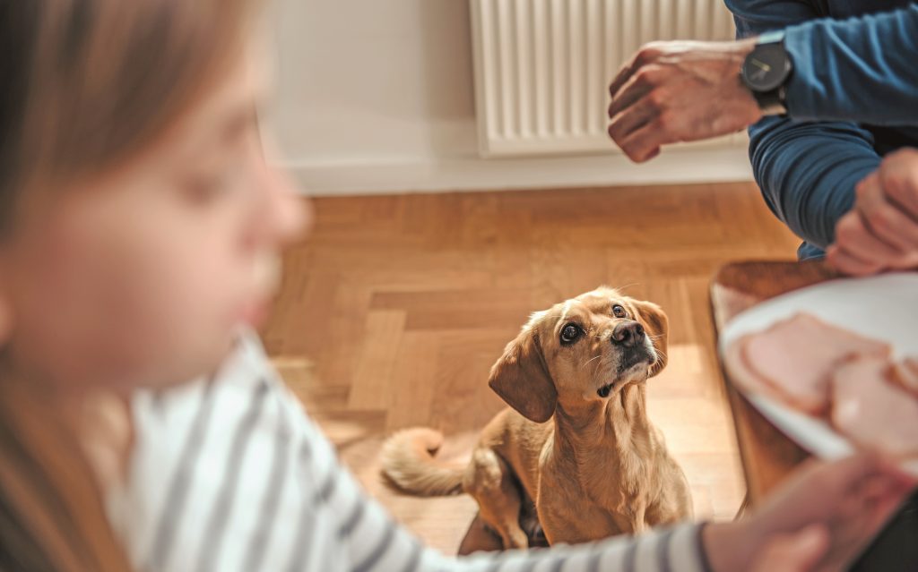 Allenare le emozioni del cane: l'educazione a tavola