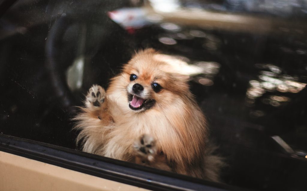 cane chiuso in auto