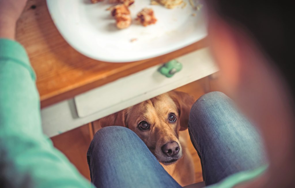 Allenare le emozioni del cane: l'educazione a tavola