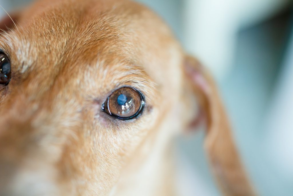 Leishmaniosi nel cane: conoscerla per evitarla