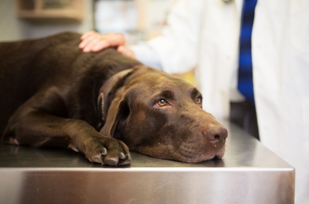 Leishmaniosi nel cane: conoscerla per evitarla