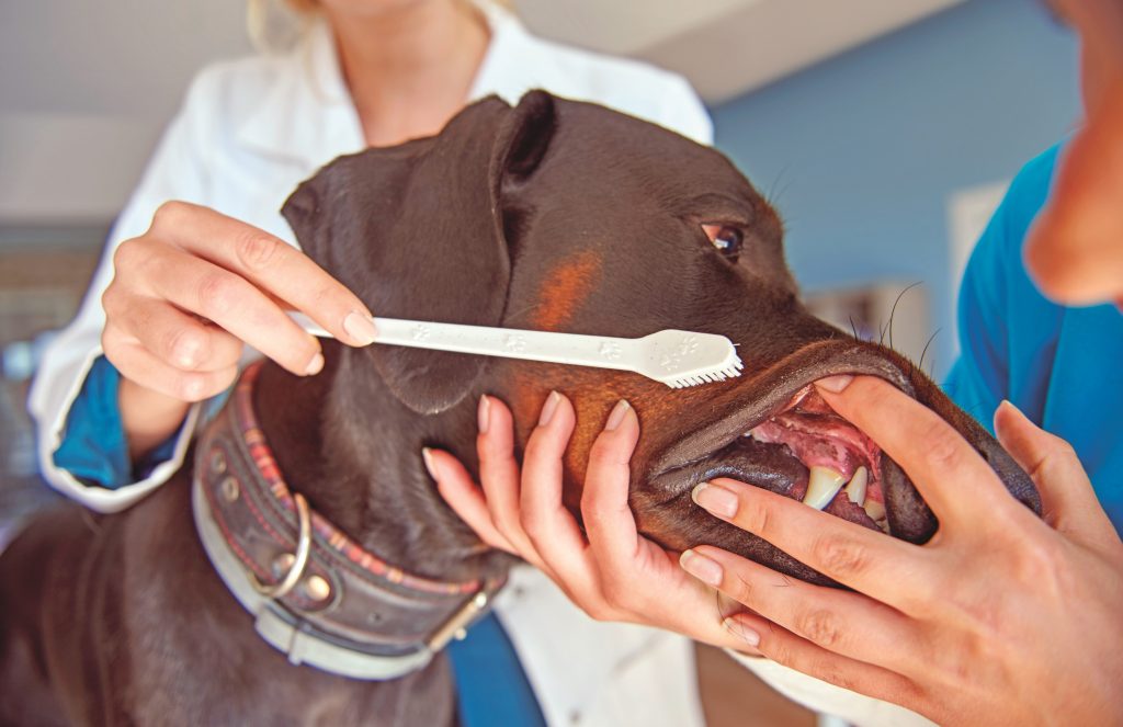 Una questione di denti: l'igiene orale del gatto e del cane