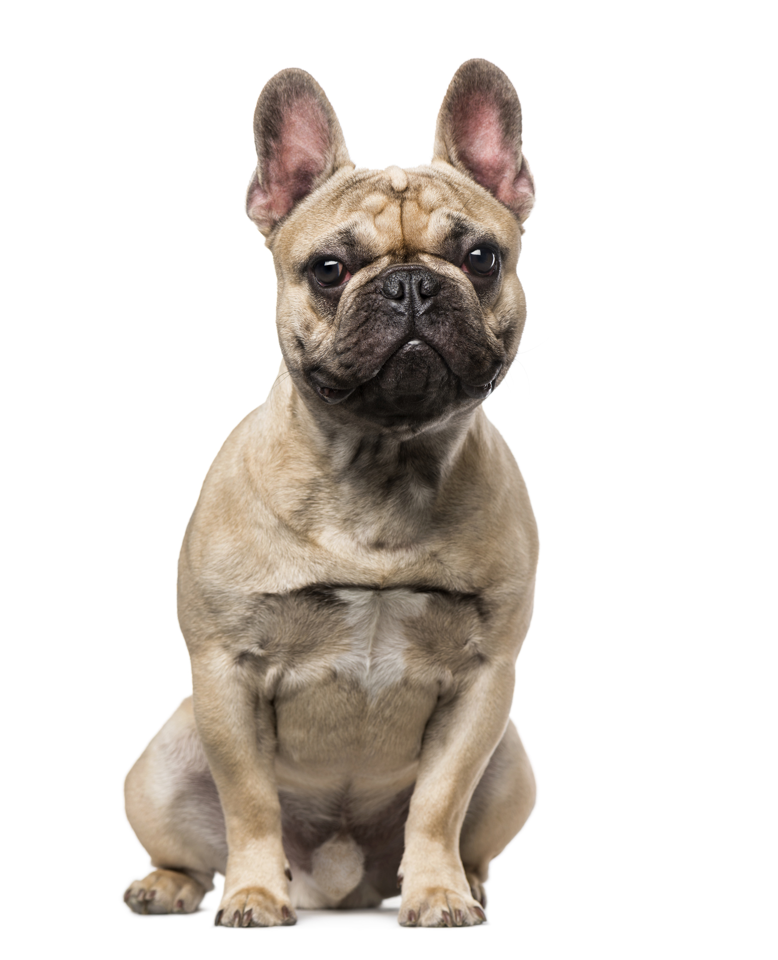 Razza di cane: French Bulldog