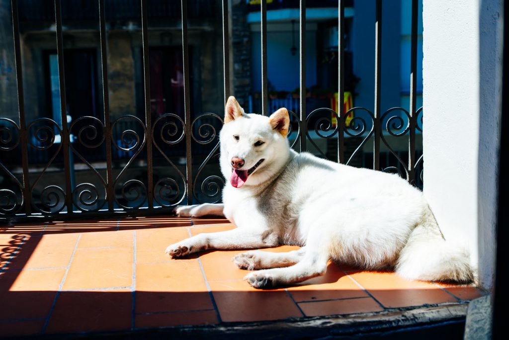 cane sul balcone