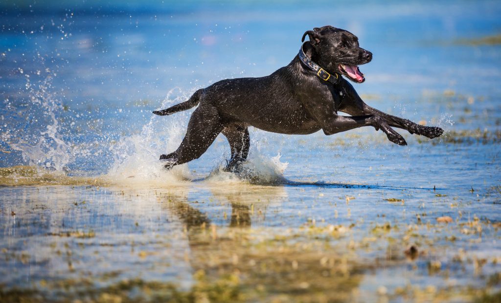 Una amicizia ad occhi chiusi con il cane-guida Nora