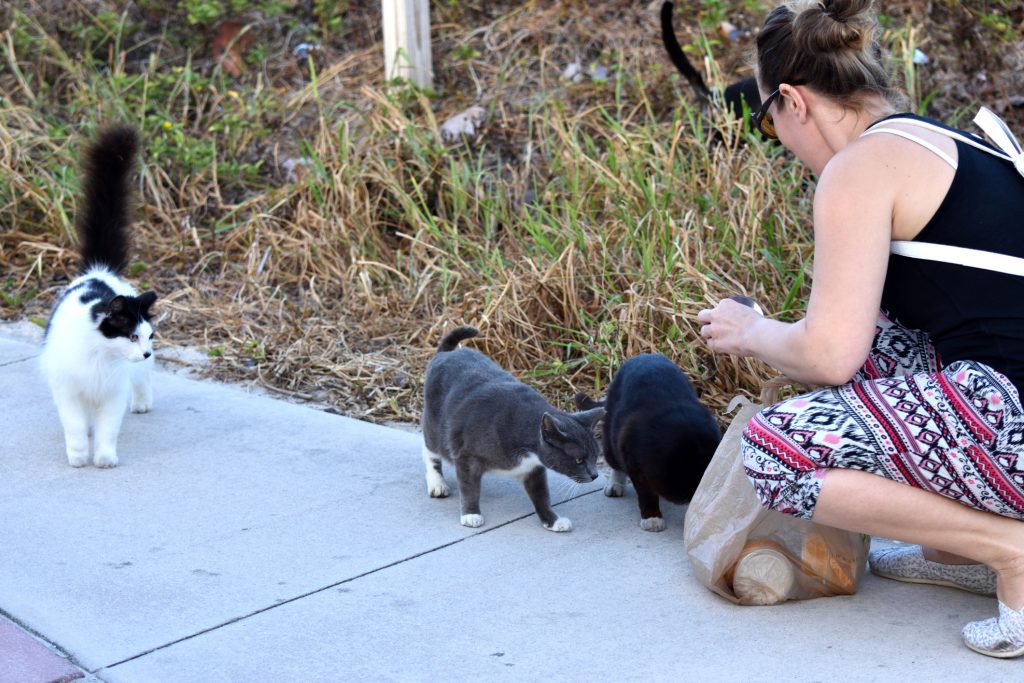 i gatti randagi di roma