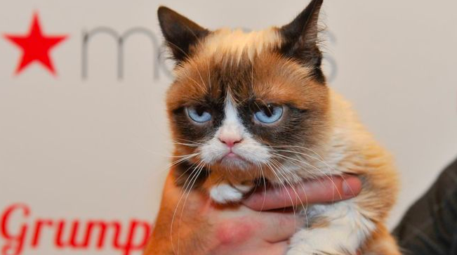 grumpy cat