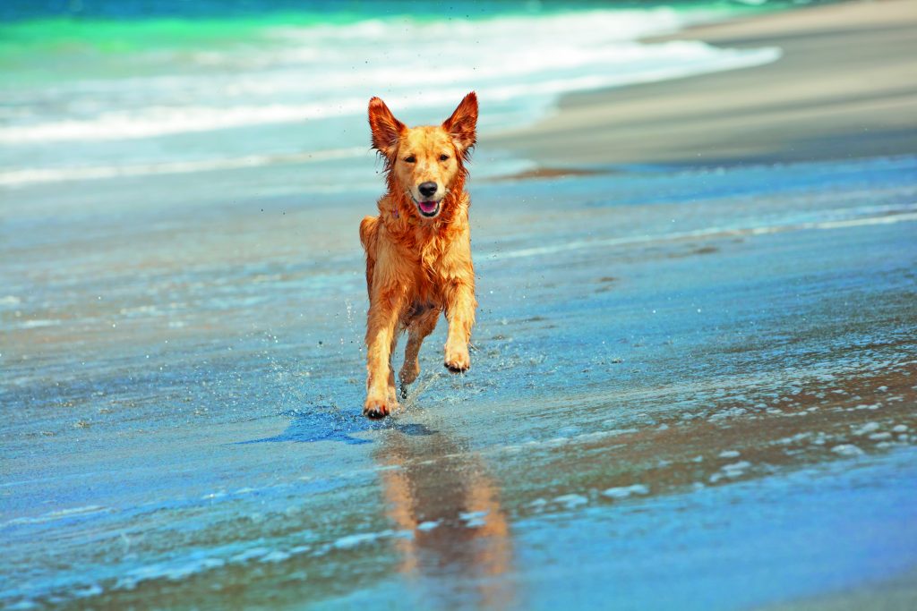 Fido e l’estate: i consigli per affrontare al meglio una giornata in spiaggia con il cane