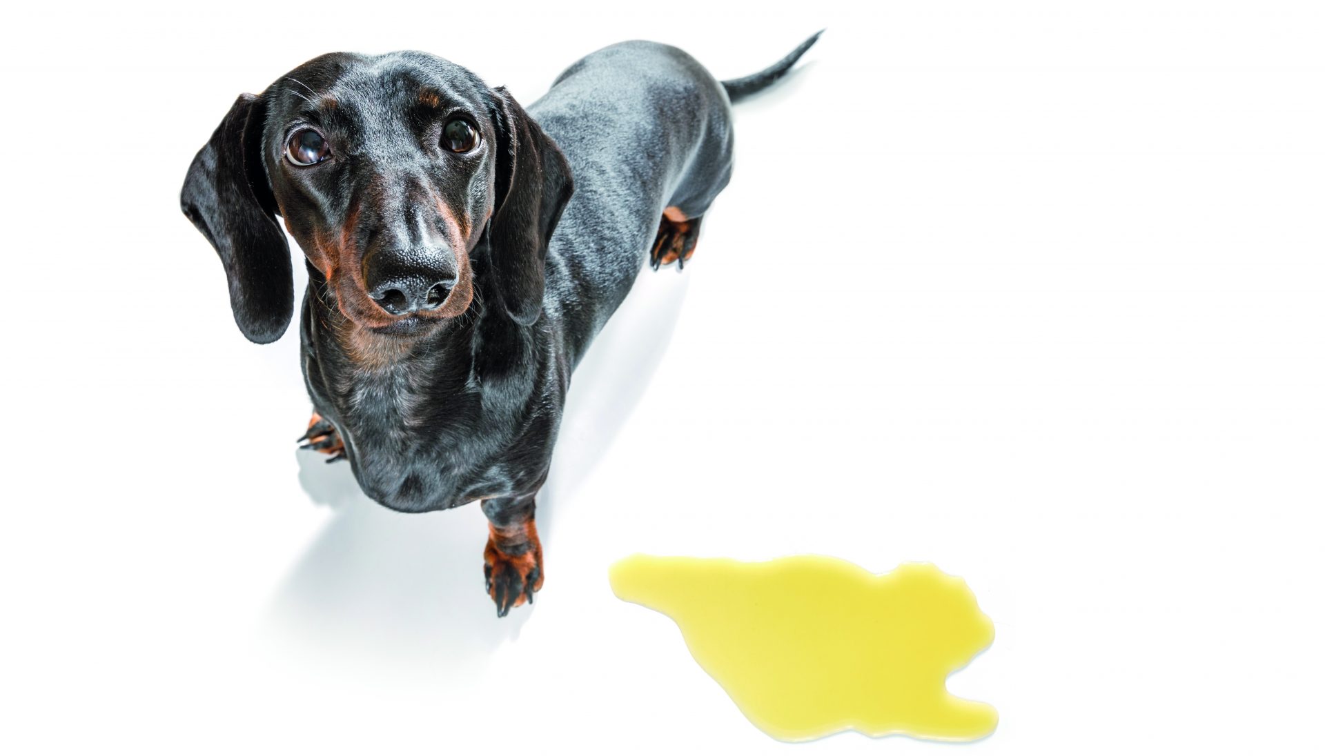 Il cane fa la pipì in casa? Ecco perché Quattrozampe