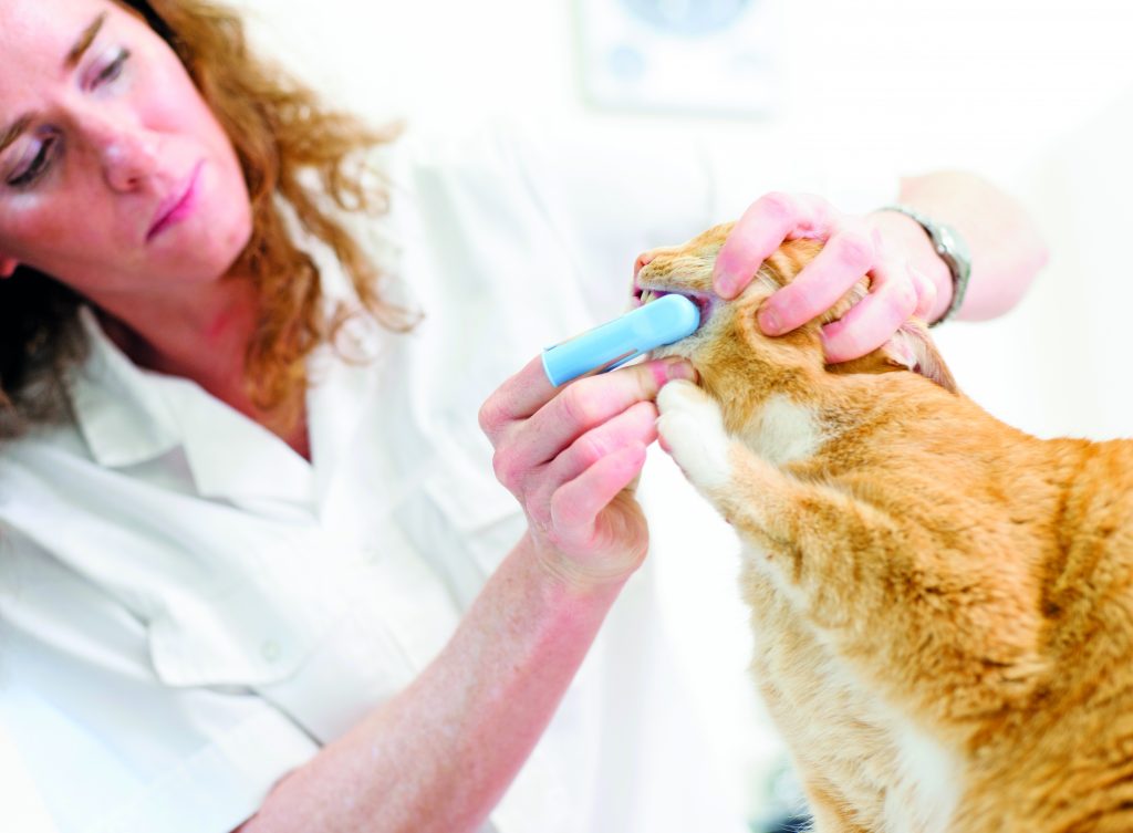 Una questione di denti: l'igiene orale del gatto e del cane