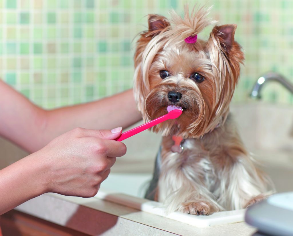 cane mal di denti