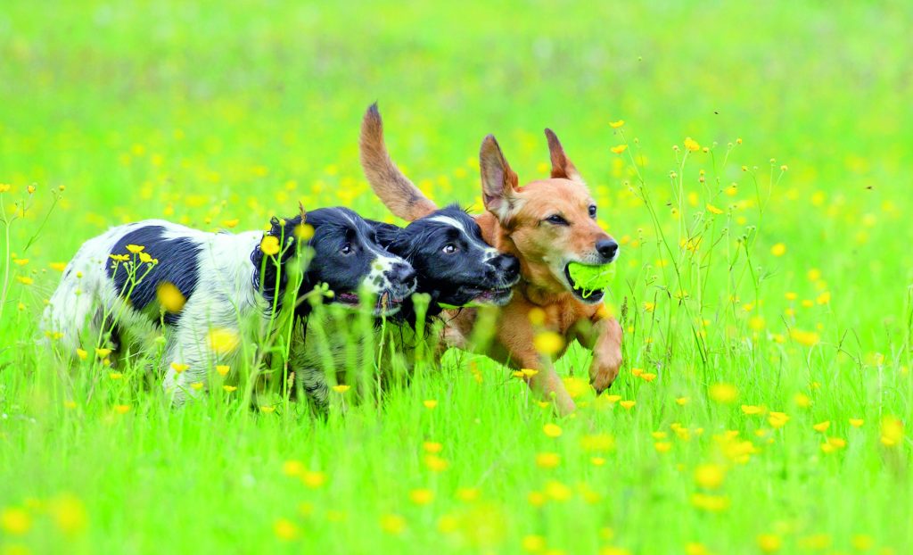 Leishmaniosi nel cane: conoscerla per evitarla