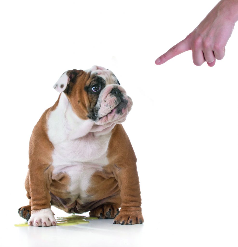 Il cane fa la pipì in casa? Ecco perchè Quattro Zampe