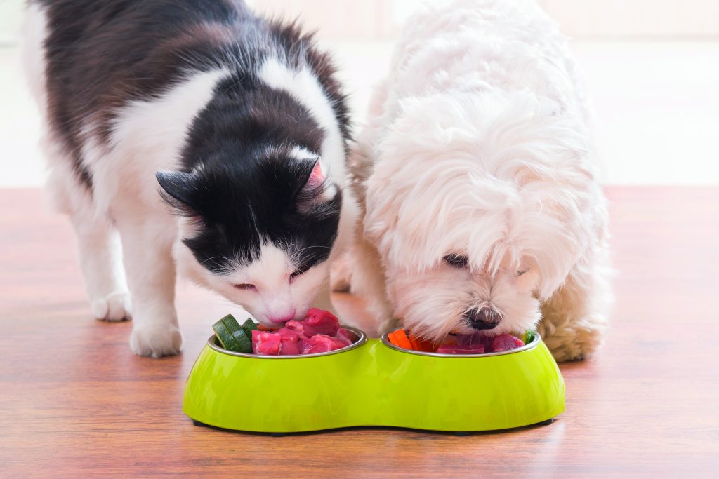 Lo stress ossidativo nel cane e nel gatto