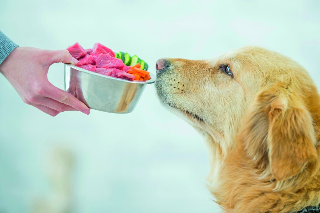 Il cibo di Braccio di Ferro: come integrare l'alimentazione di cane e gatto