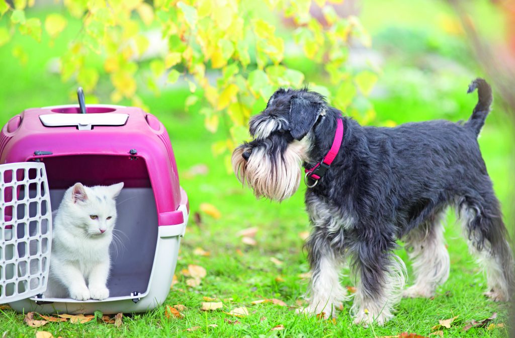 Viaggiare sereni e tranquilli con il cane o con il gatto