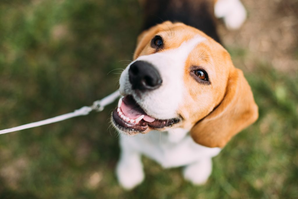 proteggere il cane d'estate